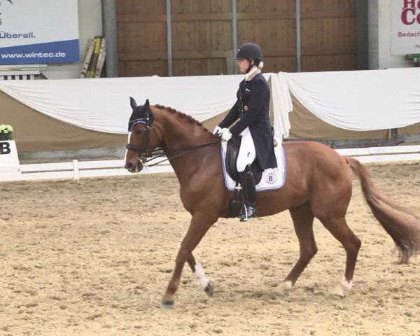 Reitturnier Saarlouis 2018