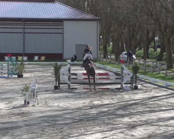 Reitturnier Zweibrücken 2018