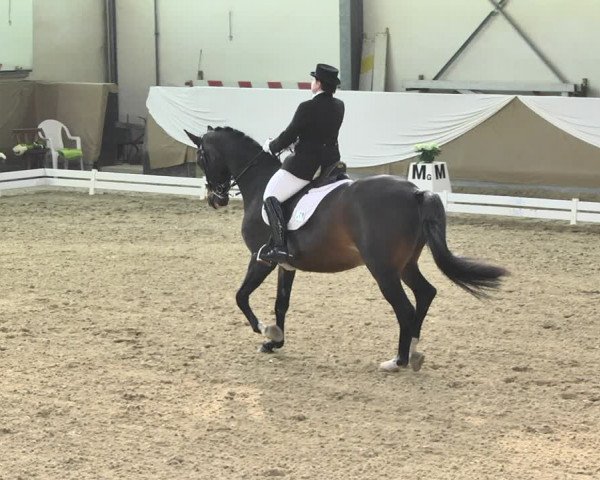 Reitturnier Saarlouis 2018
