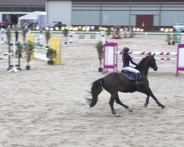 Reitturnier Zweibrücken 2018