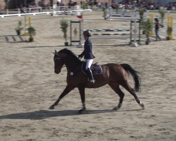 Reitturnier Zweibrücken 2018