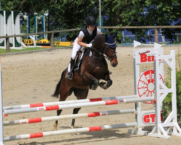 jumper Bellissima 47 (Westphalian, 2010, from Basic)