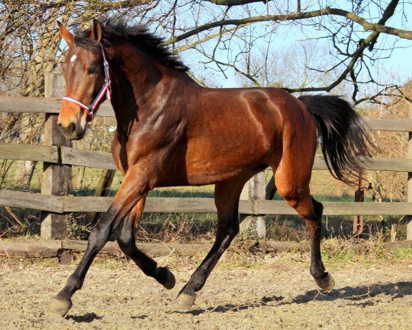Pferd Krateros (KWPN (Niederländisches Warmblut), 2015, von Carrera VDL)
