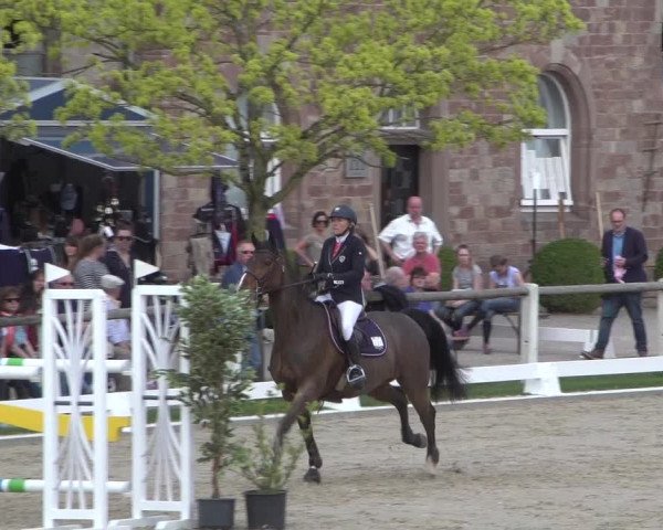 Reitturnier Zweibrücken 2018