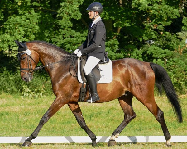 dressage horse Levino 15 (German Sport Horse, 2008, from Lehnbach)