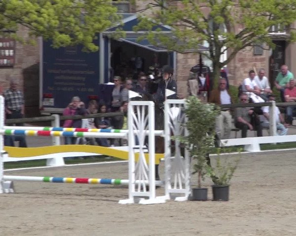Reitturnier Zweibrücken 2018