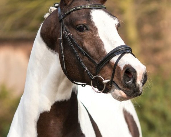 horse Adriano 241 (Pinto / Hunter, 2013, from Swiss Made)