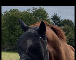 dressage horse Don Luca (Hanoverian, 2002, from Don Frederico)