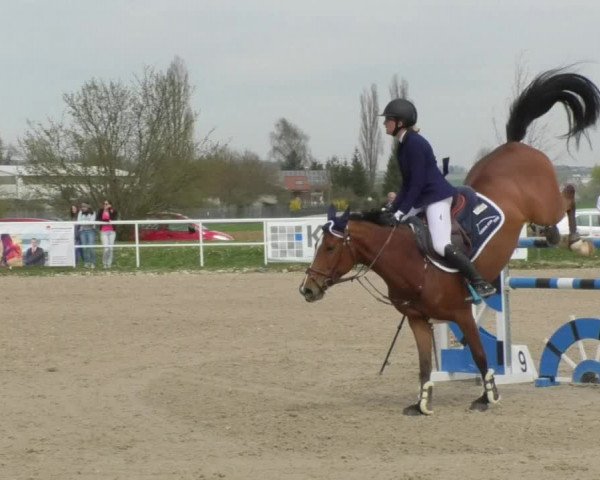 Reitturnier Langenau 2018
