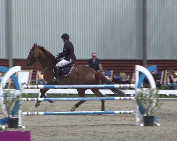 Reitturnier Zweibrücken 2018