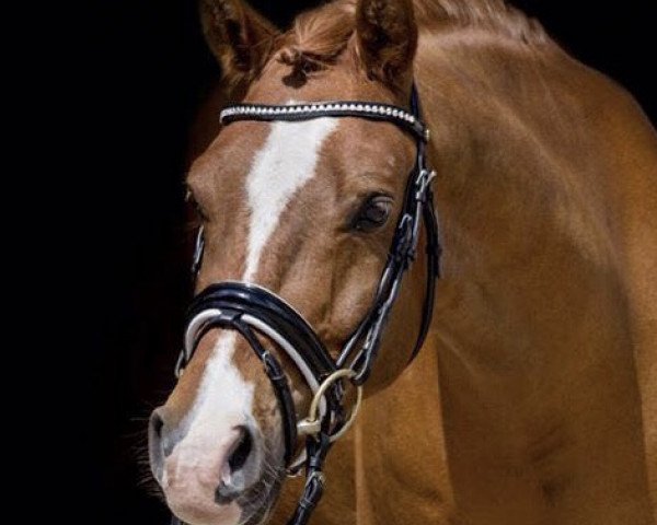 Dressurpferd Zimba de Samba (Deutsches Reitpony, 2010, von Top Zento)
