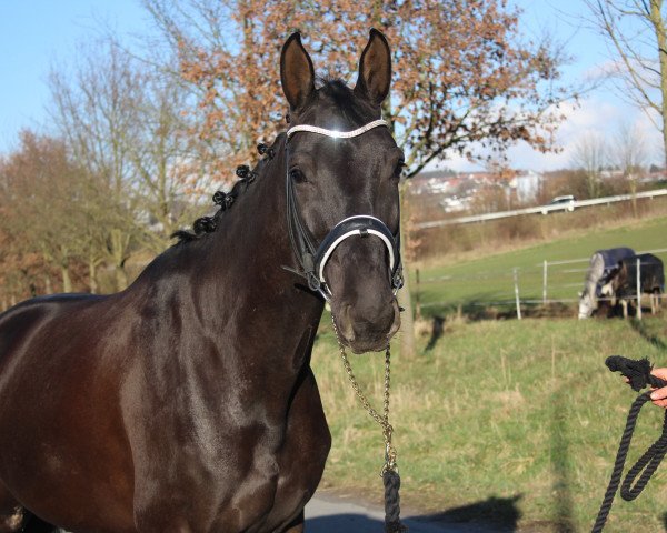 horse Campari One (Hanoverian, 2013, from Codex One)