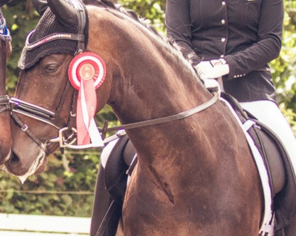 dressage horse Dondiamo 2 (Oldenburg, 2011, from Don Diamond)