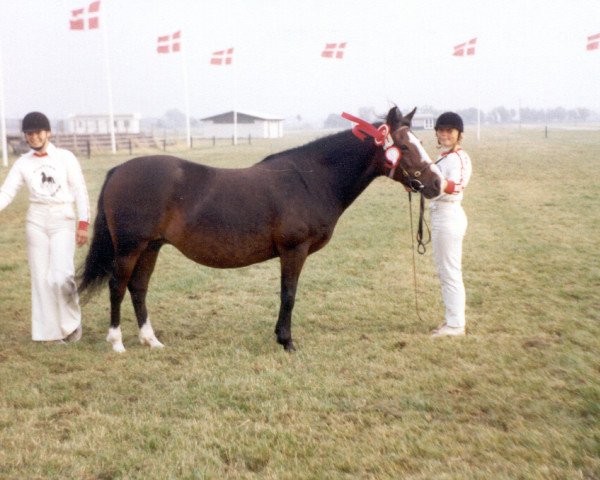 broodmare Bardot (New Forest Pony, 1967, from Mudeford Midnight)