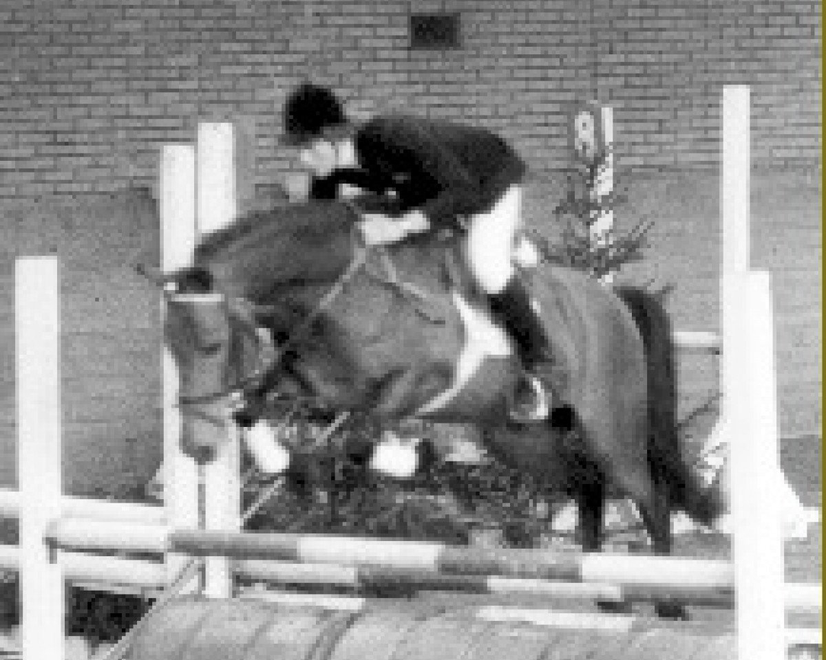 stallion Staplecross Spitfire (New Forest Pony, 1968, from Knightwood Spitfire)