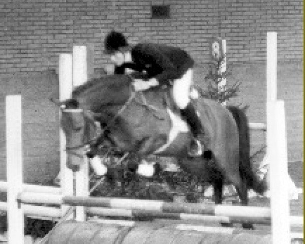 stallion Staplecross Spitfire (New Forest Pony, 1968, from Knightwood Spitfire)
