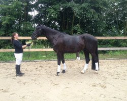dressage horse First Edition S (Oldenburg, 2007, from Fernet)