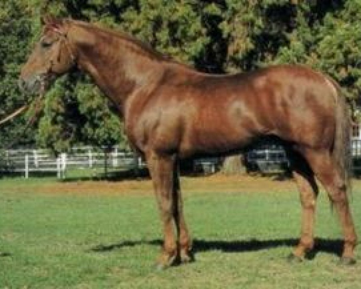 Deckhengst Prince Ig'Or AA (Anglo-Araber, 1980, von Abidjan AA)