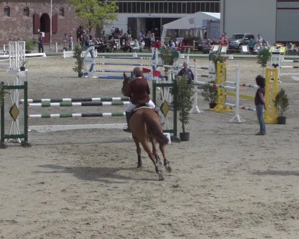 Reitturnier Zweibrücken 2018