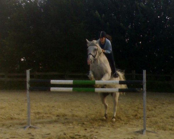 jumper Genius H. (Hanoverian, 1989, from Gotthardsen)
