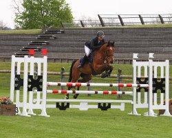 Springpferd Aztec de St Simeon (Selle Français, 2010, von Orlando)