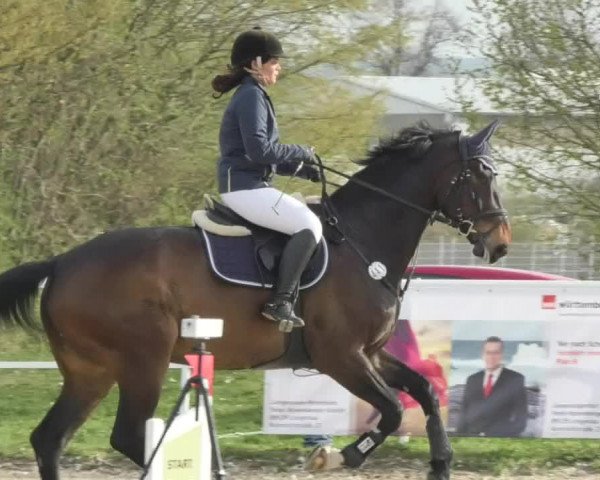 Reitturnier Langenau 2018