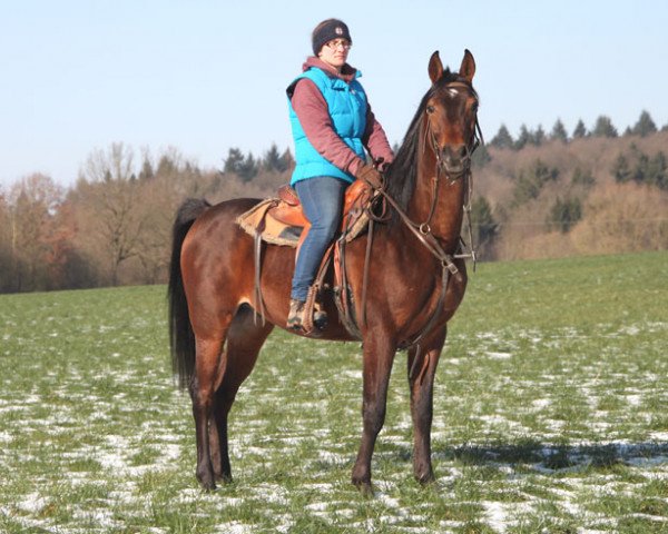 horse Chaco (Arabian purebred, 2013, from Kahil Al Shaqab ox)