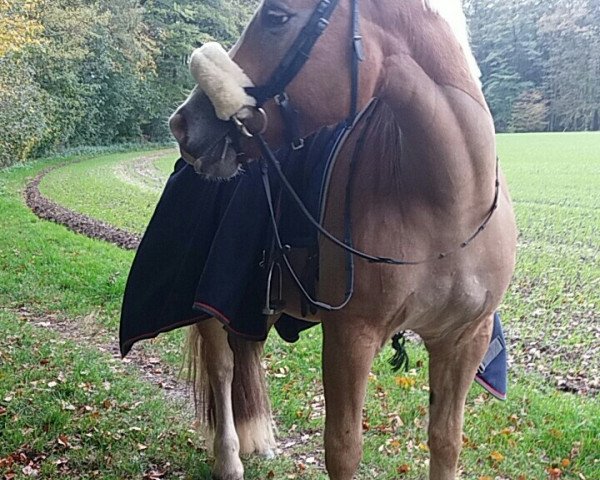 dressage horse Willem (Haflinger, 2013, from Maxi van de Schotenshoeve) dressage horse Willem (Haflinger, 2013, from Maxi van de Schotenshoeve)