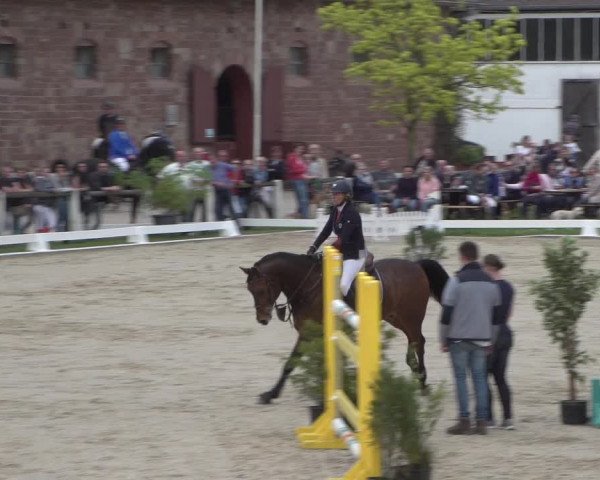 Reitturnier Zweibrücken 2018