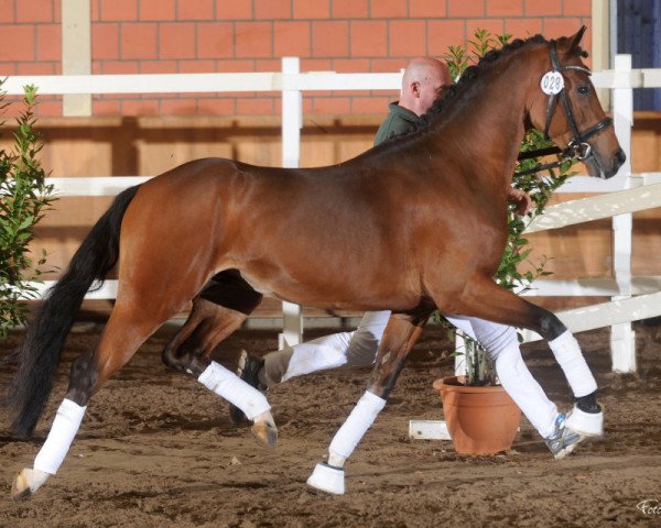 stallion Amalia's Claus (Nederlands Welsh Ridepony, 2011, from Heitrak's Marvin)