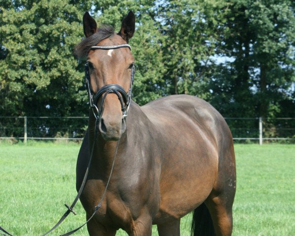broodmare Candy Crush PJ (Hanoverian, 2013, from Canturo)