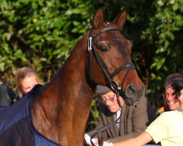 broodmare Watina (Hanoverian, 1984, from Wendelin I)