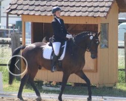 dressage horse Complicatedal (Oldenburg, 2004, from Contifax)