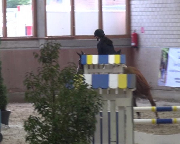 Reitturnier Leverkusen-Rheindorf 2018