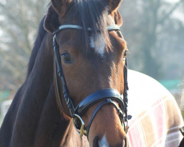 broodmare Donna Decisa (Oldenburg, 2007, from Daddy Cool) broodmare Donna Decisa (Oldenburg, 2007, from Daddy Cool)