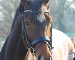 broodmare Donna Decisa (Oldenburg, 2007, from Daddy Cool)
