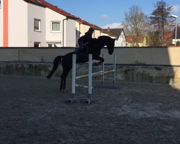 horse Diabolo 430 (Bavarian, 2001, from Del Mondo)