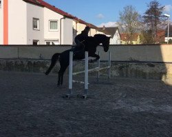 horse Diabolo 430 (Bavarian, 2001, from Del Mondo)
