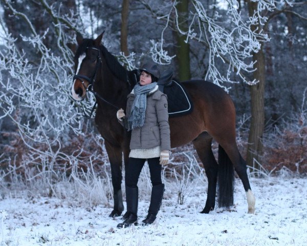 Pferd Donau Fürst (Trakehner, 2011, von Donauzauber)