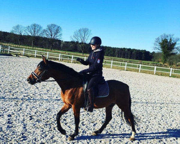 horse Dreikäsehoch (German Riding Pony, 2015, from D-Day AT)