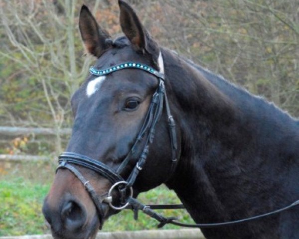 horse Modus (German Sport Horse, 2010, from Syriano)