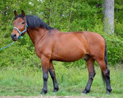 dressage horse Teddy (Polish Warmblood, 2004)