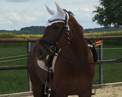 dressage horse Adelle 2 (Irish Sport Horse, 2009, from Albano xx)