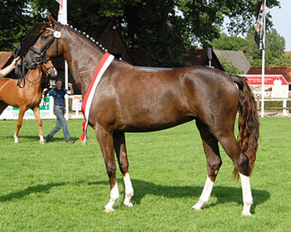 broodmare Brilliante (Westphalian, 2006, from Belissimo NRW)