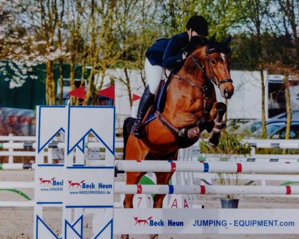 Springpferd Conets Granit (Oldenburger Springpferd, 2009, von Cornet's Prinz)