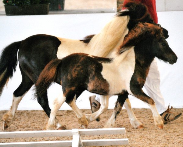 horse Usmaja von der Malchower Aue (Shetland Pony, 2012, from Flamingo)