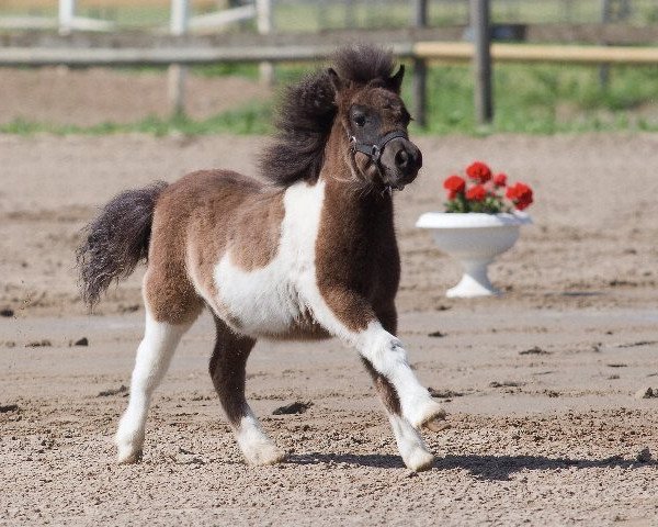 horse Roxana von der Malchower Aue (Dt.Part-bred Shetland pony, 2012, from Flamingo)