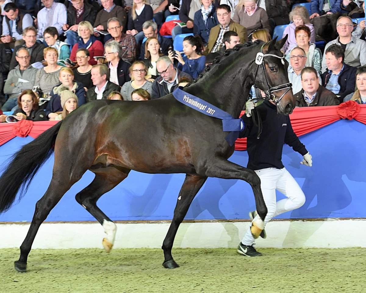 stallion Diamond First (Oldenburg, 2015, from Diamond Hit)