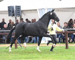 Deckhengst Dancier Gold FRH (Hannoveraner, 2015, von Dancier)