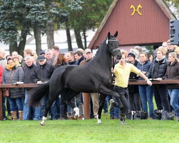 Deckhengst Don Giovanni (Hannoveraner, 2015, von Don Nobless)